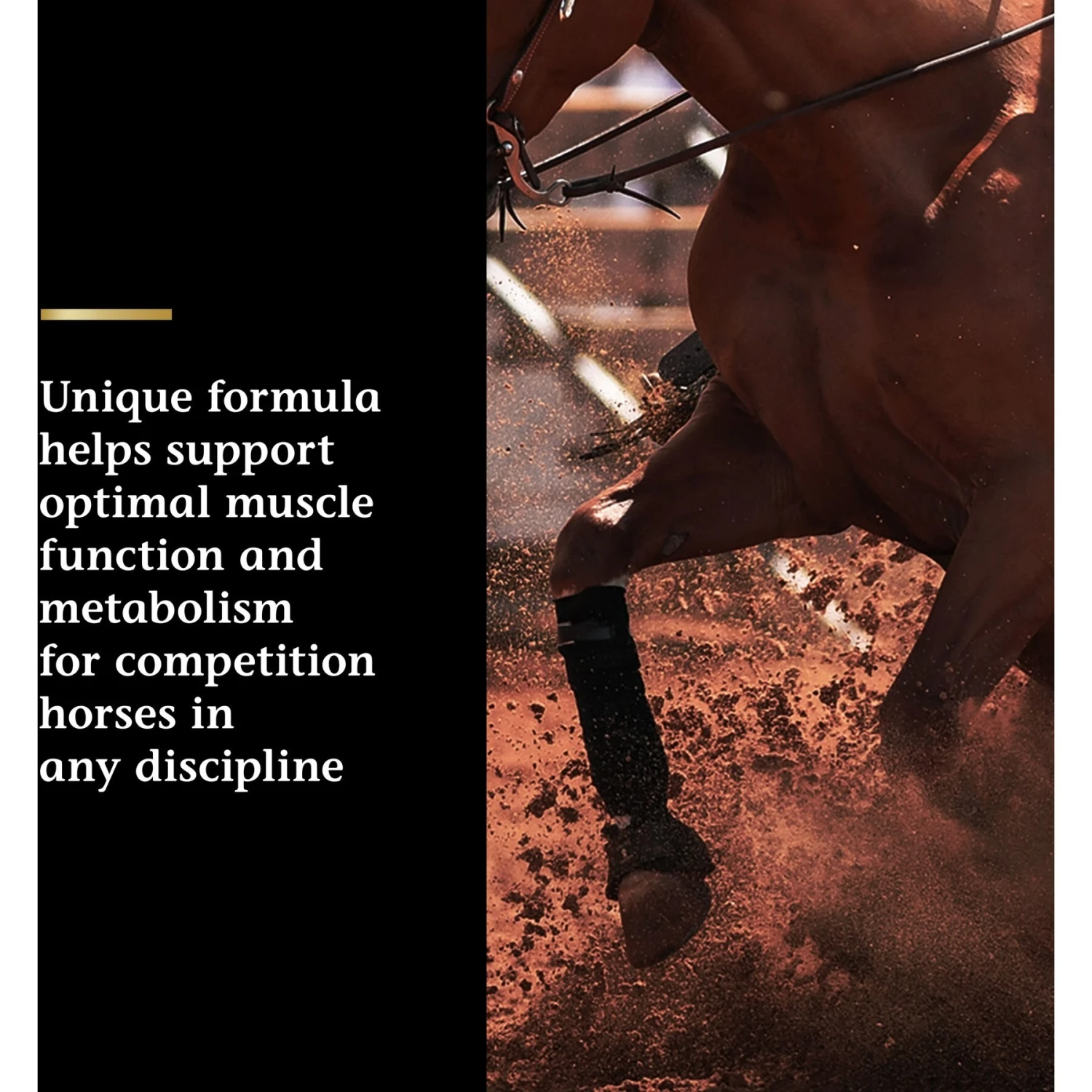 Vita Flex Pro Lactanase Muscle & Metabolism Powder Horse Supplement, 25-gm Packet 3 Vita Flex Pro Lactanase Muscle & Metabolism Powder Horse Supplement, 25-gm Packet - Image 3
