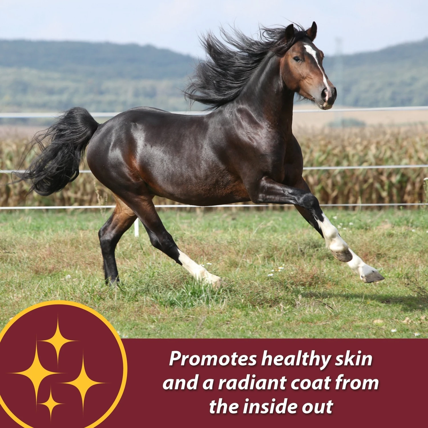 Farnam Laser Sheen Skin & Coat Horse Supplement 2 Farnam Laser Sheen Skin & Coat Horse Supplement - Image 2