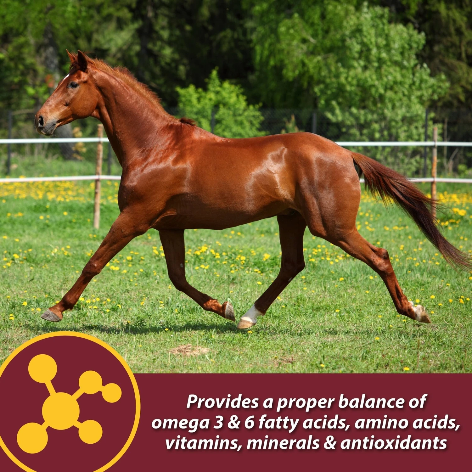 Farnam Laser Sheen Skin & Coat Horse Supplement 6 Farnam Laser Sheen Skin & Coat Horse Supplement - Image 6