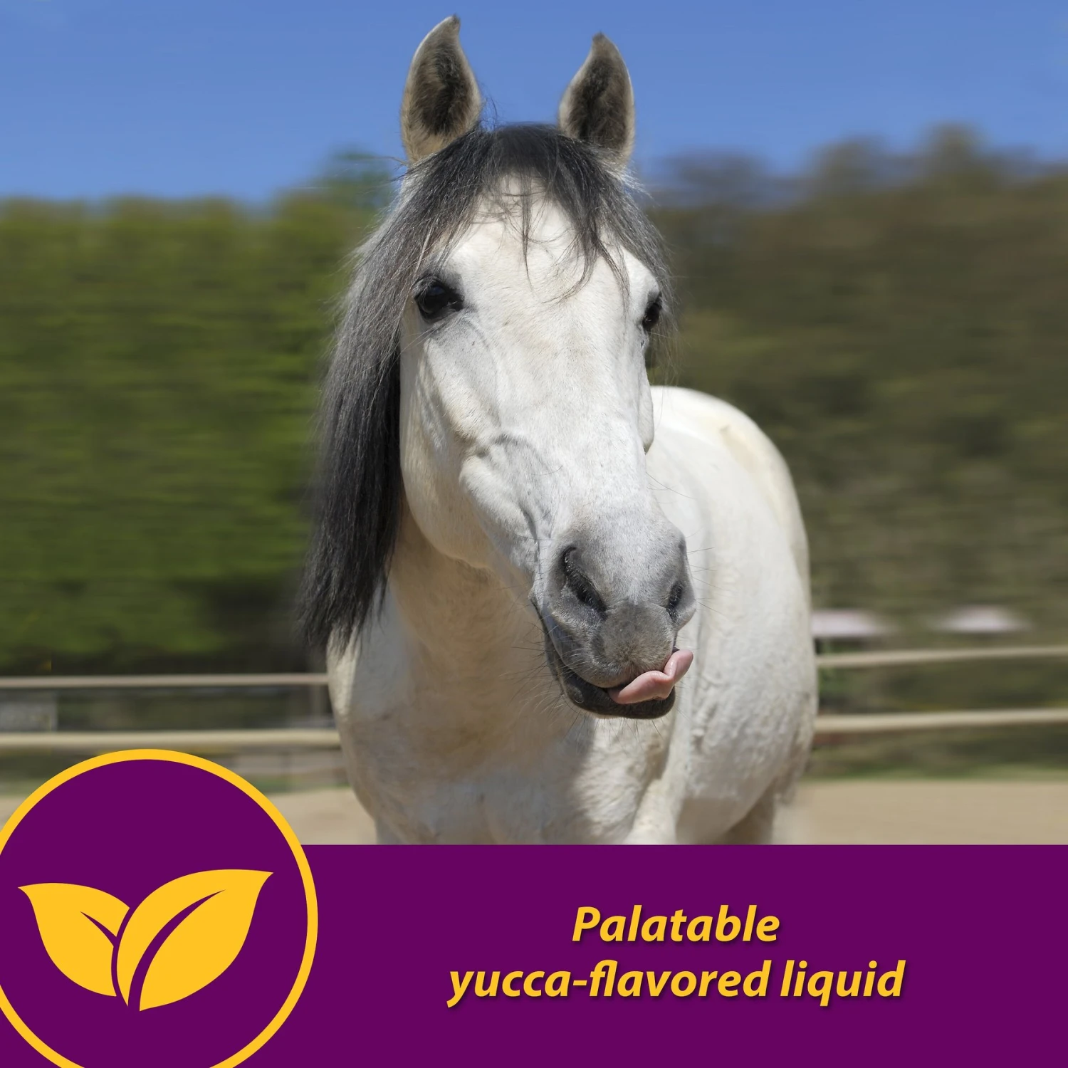 Horse Health Products Red Cell Iron Rich Vitamins & Minerals Liquid Horse Supplement 4 Horse Health Products Red Cell Iron Rich Vitamins & Minerals Liquid Horse Supplement - Image 4