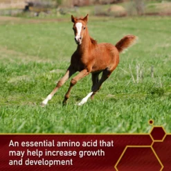 Vita Flex Pro Pure Lysine Amino Acid Powder Horse Supplement 151 Day Supply, 4-lb Bucket 11 Vita Flex Pro Pure Lysine Amino Acid Powder Horse Supplement 151 Day Supply, 4-lb Bucket -Weaver Leather || Finish Line || Cavalor Shop 165308 PT3. AC SS1800 V1644973051