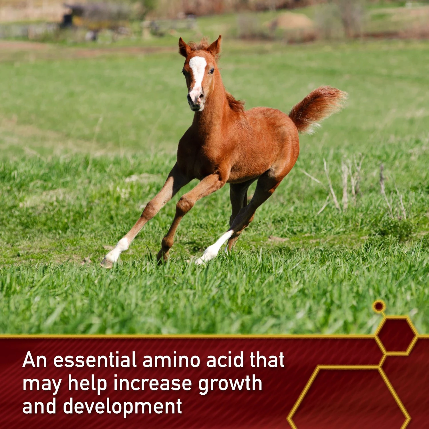 Vita Flex Pro Pure Lysine Amino Acid Powder Horse Supplement 151 Day Supply, 4-lb Bucket 4 Vita Flex Pro Pure Lysine Amino Acid Powder Horse Supplement 151 Day Supply, 4-lb Bucket - Image 4