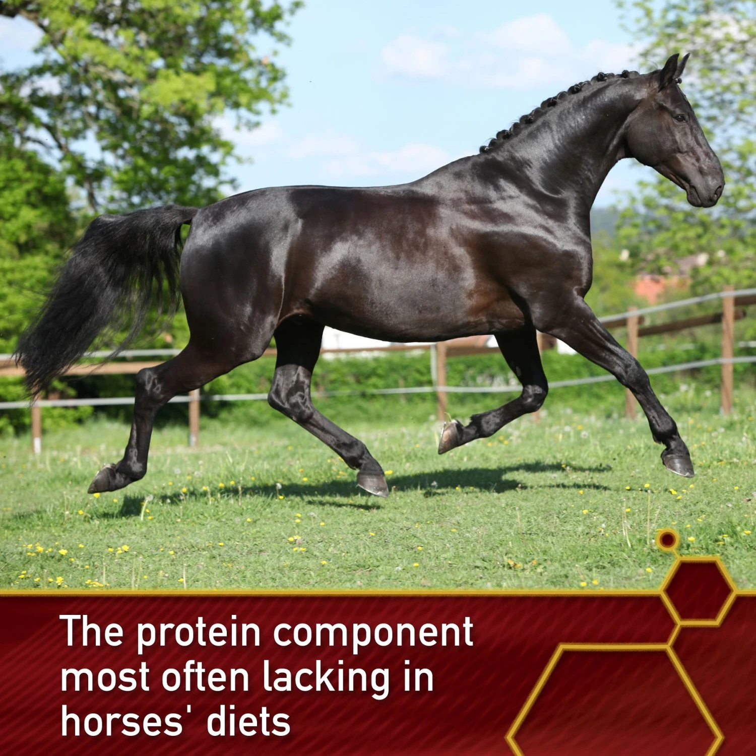 Vita Flex Pro Pure Lysine Amino Acid Powder Horse Supplement 151 Day Supply, 4-lb Bucket 5 Vita Flex Pro Pure Lysine Amino Acid Powder Horse Supplement 151 Day Supply, 4-lb Bucket - Image 5