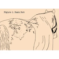 Absorbine Fungasol Fungal Treatment Horse Ointment 7 Absorbine Fungasol Fungal Treatment Horse Ointment -Weaver Leather || Finish Line || Cavalor Shop 199490 PT2. AC SS1800 V1685131786