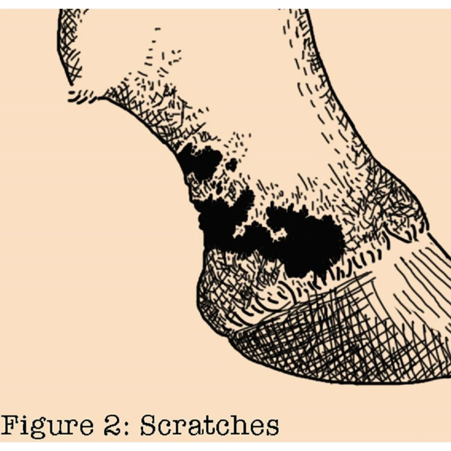 Absorbine Fungasol Fungal Treatment Horse Ointment 4 Absorbine Fungasol Fungal Treatment Horse Ointment - Image 4