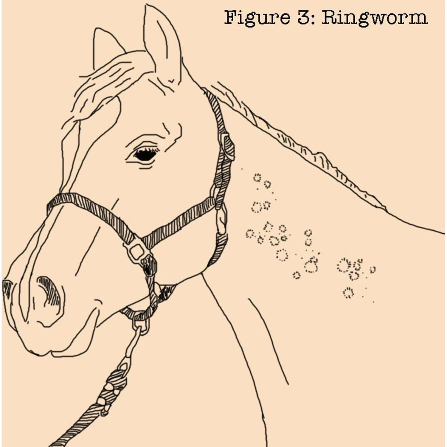 Absorbine Fungasol Fungal Treatment Horse Ointment 5 Absorbine Fungasol Fungal Treatment Horse Ointment - Image 5