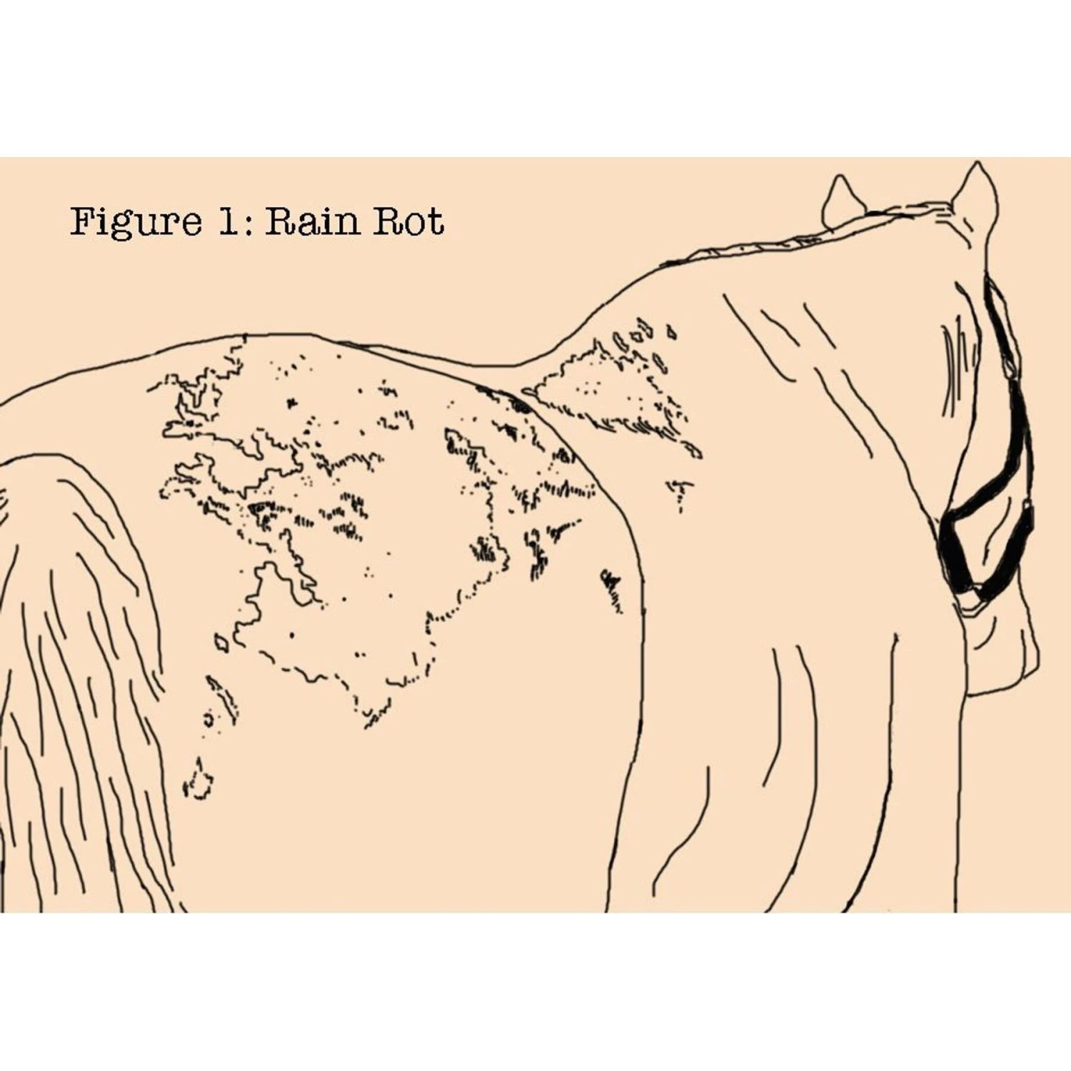 Absorbine Fungasol Fungal Treatment Horse Spray 3 Absorbine Fungasol Fungal Treatment Horse Spray - Image 3
