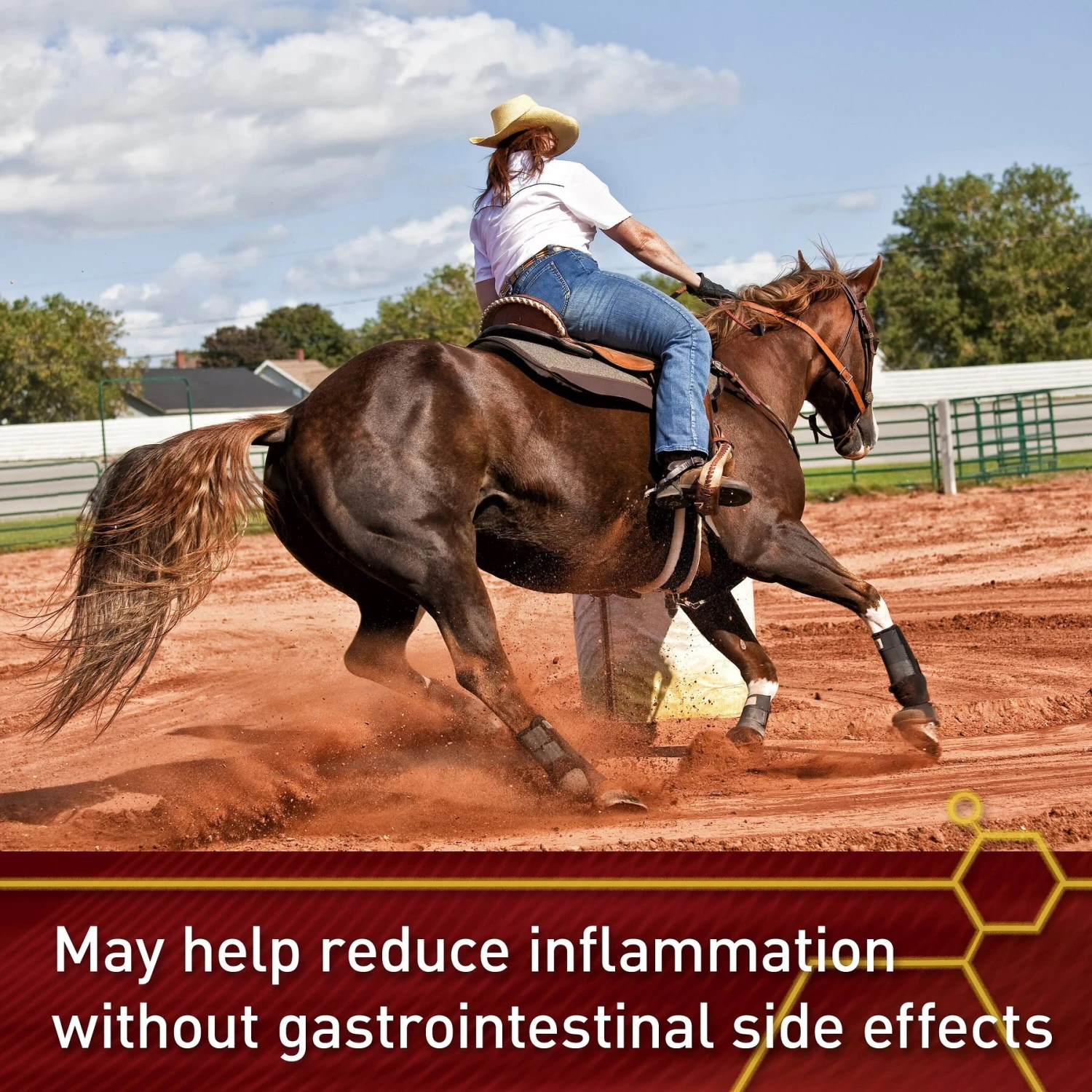 Vita Flex Pro Equinyl Combo Joint Formula Powder Horse Supplement 4 Vita Flex Pro Equinyl Combo Joint Formula Powder Horse Supplement - Image 4