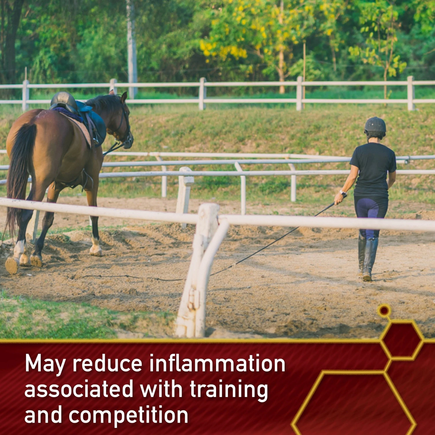 Vita Flex Pro Equinyl Joint Formula & Hyaluronic Acid Powder Horse Supplement 5 Vita Flex Pro Equinyl Joint Formula & Hyaluronic Acid Powder Horse Supplement - Image 5