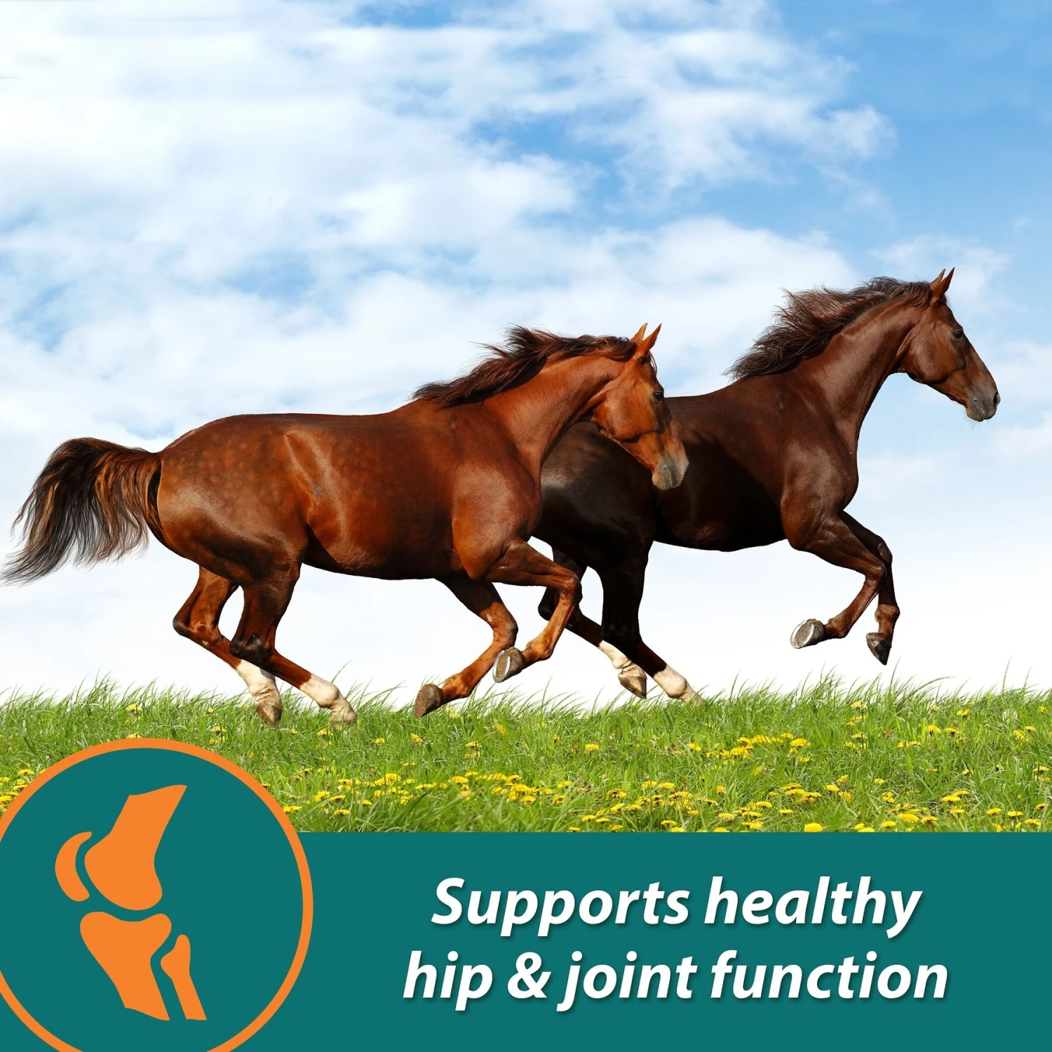 Farnam Next Level Joint Pellets Dog & Horse Supplement, 1.875-lb Jar 2 Farnam Next Level Joint Pellets Dog & Horse Supplement, 1.875-lb Jar - Image 2