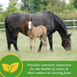 Farnam Mare Plus Gestation & Lactation Nutritional Pellets Horse Supplement 10 Farnam Mare Plus Gestation & Lactation Nutritional Pellets Horse Supplement -Weaver Leather || Finish Line || Cavalor Shop 207914 PT2. AC SS1800 V1661829778
