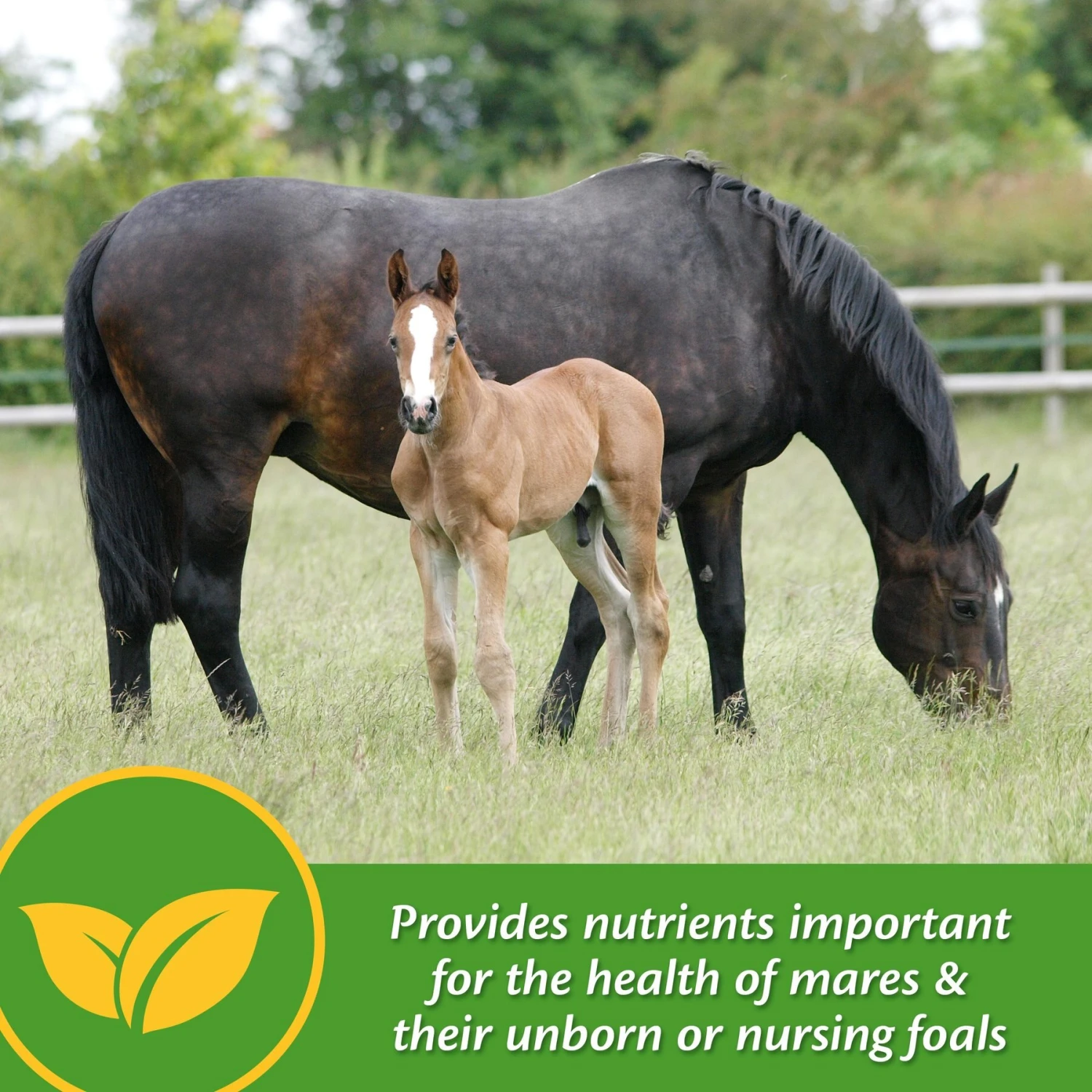 Farnam Mare Plus Gestation & Lactation Nutritional Pellets Horse Supplement 3 Farnam Mare Plus Gestation & Lactation Nutritional Pellets Horse Supplement - Image 3