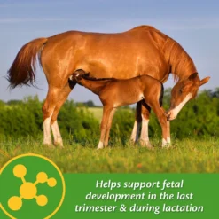 Farnam Mare Plus Gestation & Lactation Nutritional Pellets Horse Supplement 11 Farnam Mare Plus Gestation & Lactation Nutritional Pellets Horse Supplement -Weaver Leather || Finish Line || Cavalor Shop 207914 PT3. AC SS1800 V1661830991
