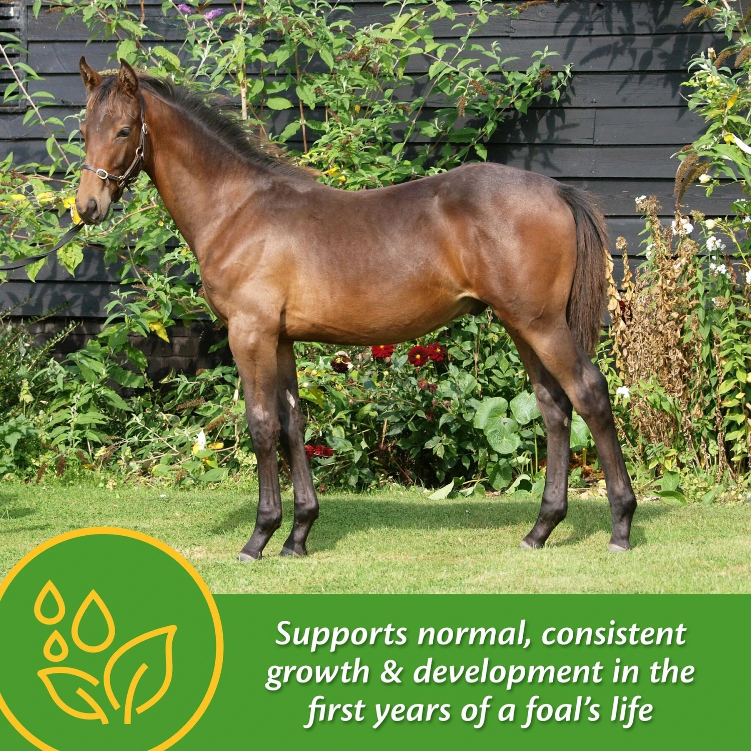Farnam Grow Colt Growth & Development Pellets Horse Supplement 3 Farnam Grow Colt Growth & Development Pellets Horse Supplement - Image 3