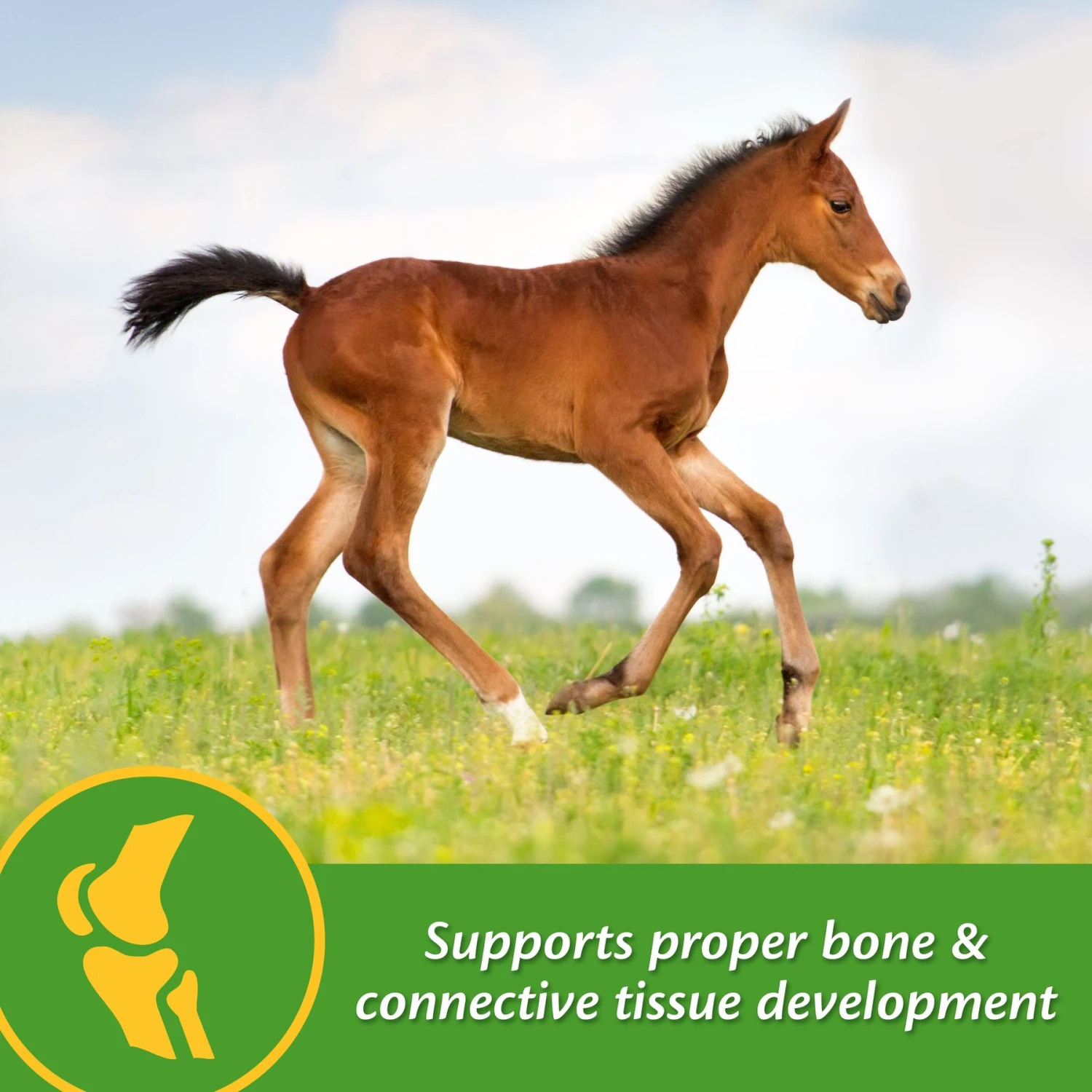 Farnam Grow Colt Growth & Development Pellets Horse Supplement 4 Farnam Grow Colt Growth & Development Pellets Horse Supplement - Image 4