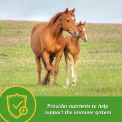 Farnam Grow Colt Growth & Development Pellets Horse Supplement 12 Farnam Grow Colt Growth & Development Pellets Horse Supplement -Weaver Leather || Finish Line || Cavalor Shop 208114 PT4. AC SS1800 V1661831306
