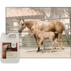 UltraCruz Potency Liquid Horse Supplement, 1-gal Bottle 6 UltraCruz Potency Liquid Horse Supplement, 1-gal Bottle -Weaver Leather || Finish Line || Cavalor Shop 211083 PT2. AC SS1800 V1662479964