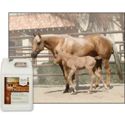 UltraCruz Pure Wheat Germ Oil Skin & Coat Care Liquid Horse Supplement 7 UltraCruz Pure Wheat Germ Oil Skin & Coat Care Liquid Horse Supplement -Weaver Leather || Finish Line || Cavalor Shop 211098 PT3. AC SS1800 V1702598329