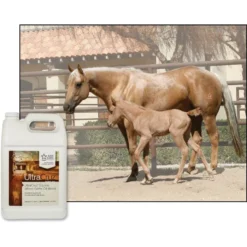 UltraCruz Wheat Germ Oil Blend Skin & Coat Care Grain Flavor Liquid Horse Supplement -Weaver Leather || Finish Line || Cavalor Shop 211147 PT2. AC SS1800 V1668637131
