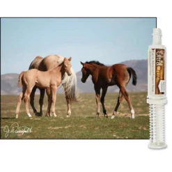 UltraCruz Foal Advanced Probiotic Paste Horse Supplement 6 UltraCruz Foal Advanced Probiotic Paste Horse Supplement -Weaver Leather || Finish Line || Cavalor Shop 211153 PT2. AC SS1800 V1702598267