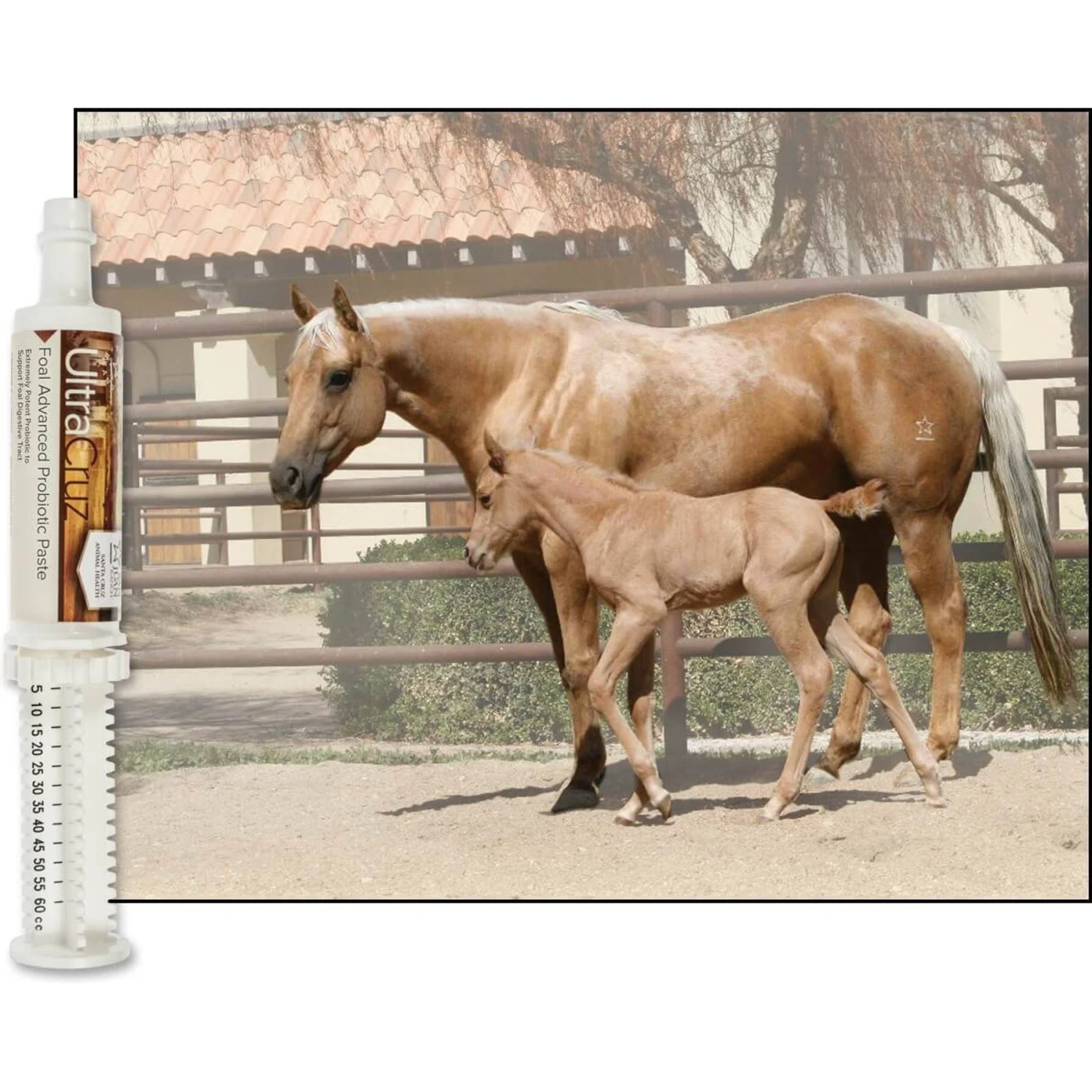 UltraCruz Foal Advanced Probiotic Paste Horse Supplement 4 UltraCruz Foal Advanced Probiotic Paste Horse Supplement - Image 4