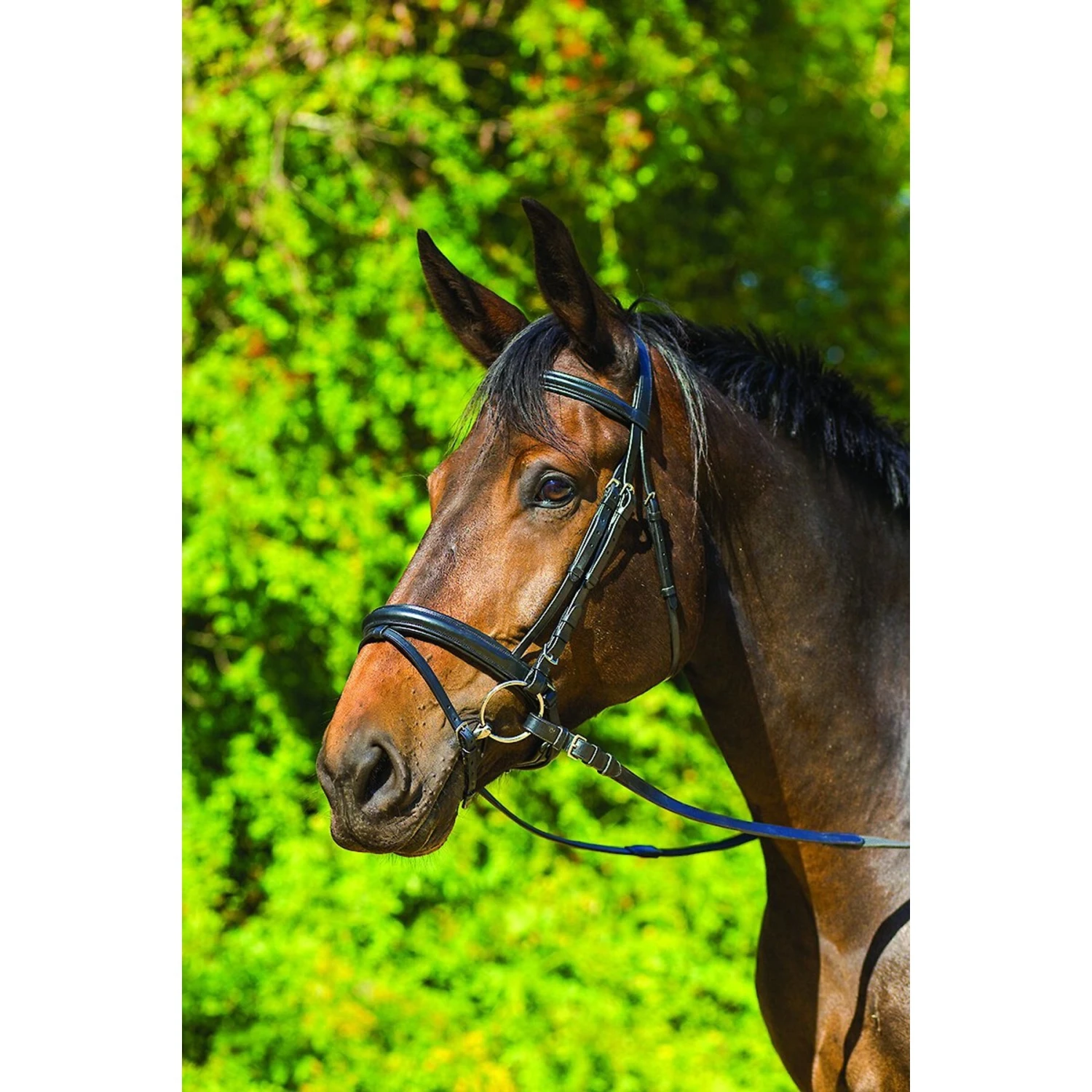 Shires Equestrian Products Avignon Aspen Horse Bridle 1 Shires Equestrian Products Avignon Aspen Horse Bridle