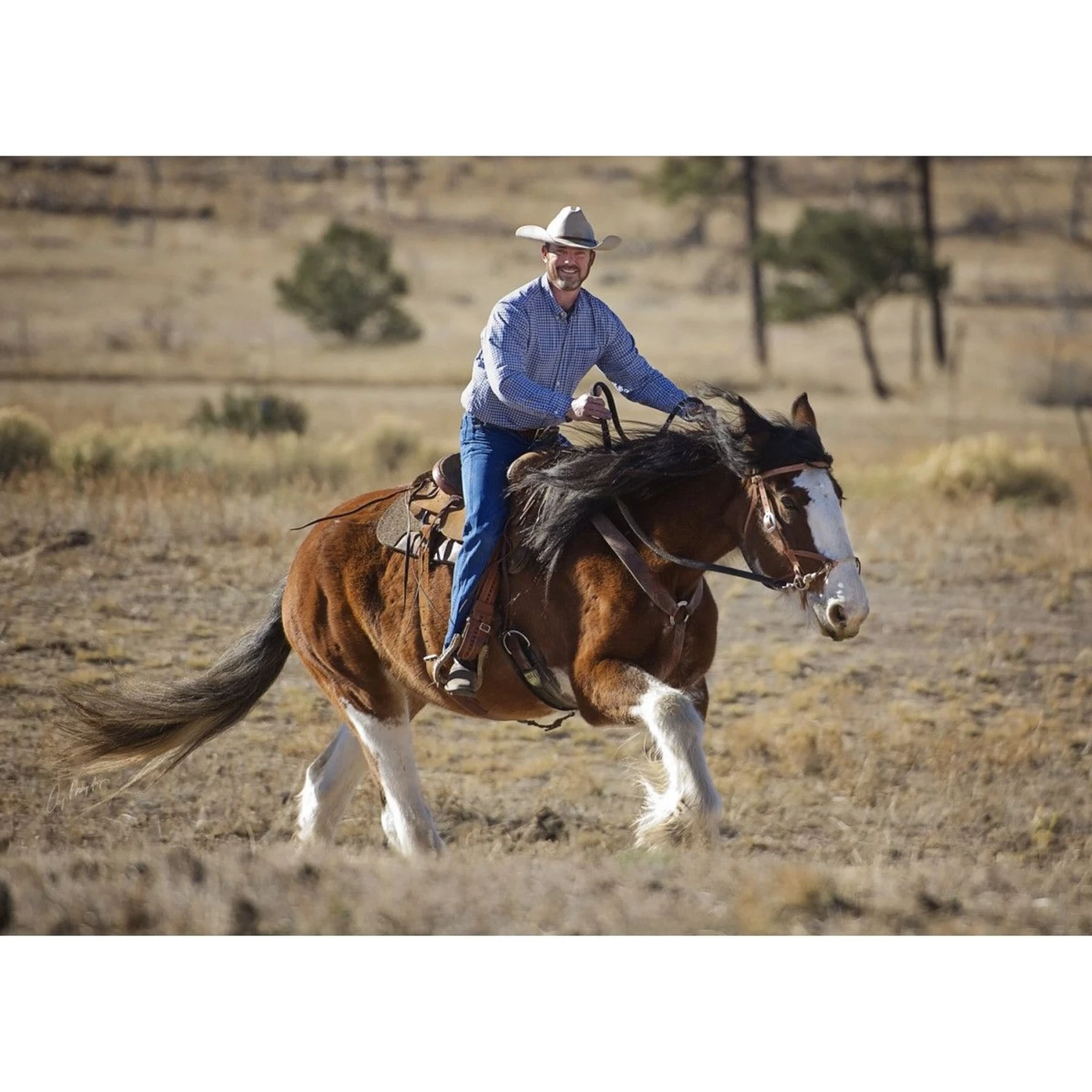 Weaver Leather Justin Dunn Draft Bitless Horse Bridle 4 Weaver Leather Justin Dunn Draft Bitless Horse Bridle - Image 4