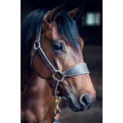 Weaver Leather Stacy Westfall Bronc Horse Halter -Weaver Leather || Finish Line || Cavalor Shop 247633 PT2. AC SS1800 V1681936481