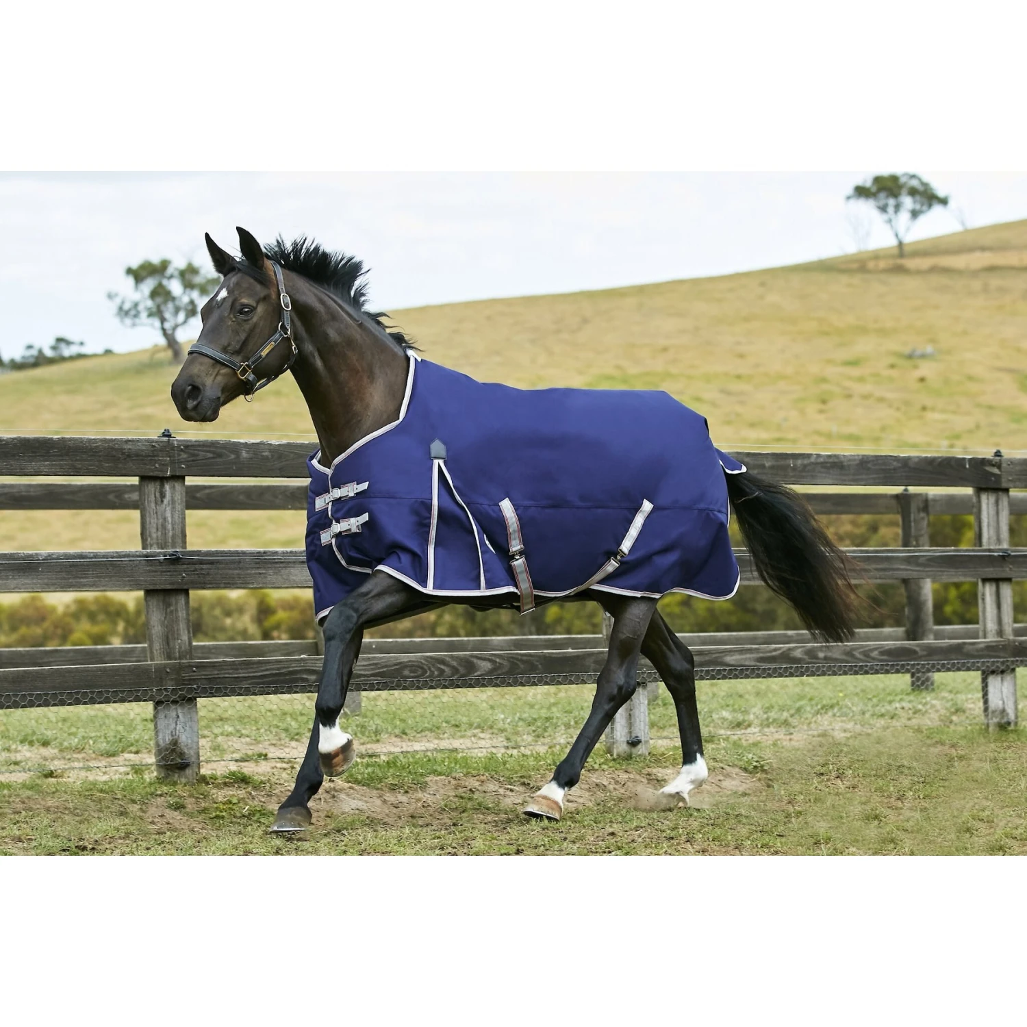 WeatherBeeta Comfitec Essential Standard Neck Medium Horse Blanket 1 WeatherBeeta Comfitec Essential Standard Neck Medium Horse Blanket