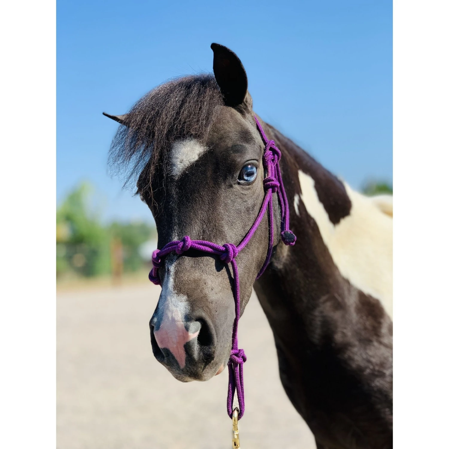 Star Point Horsemanship Mini-Pony-Livestock 4 Knot Rope Halter & 8-ft Lead Set 2 Star Point Horsemanship Mini-Pony-Livestock 4 Knot Rope Halter & 8-ft Lead Set - Image 2