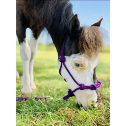 Star Point Horsemanship Mini-Pony-Livestock 4 Knot Rope Halter & 8-ft Lead Set 5 Star Point Horsemanship Mini-Pony-Livestock 4 Knot Rope Halter & 8-ft Lead Set -Weaver Leather || Finish Line || Cavalor Shop 683766 PT2. AC SS1800 V1666650593