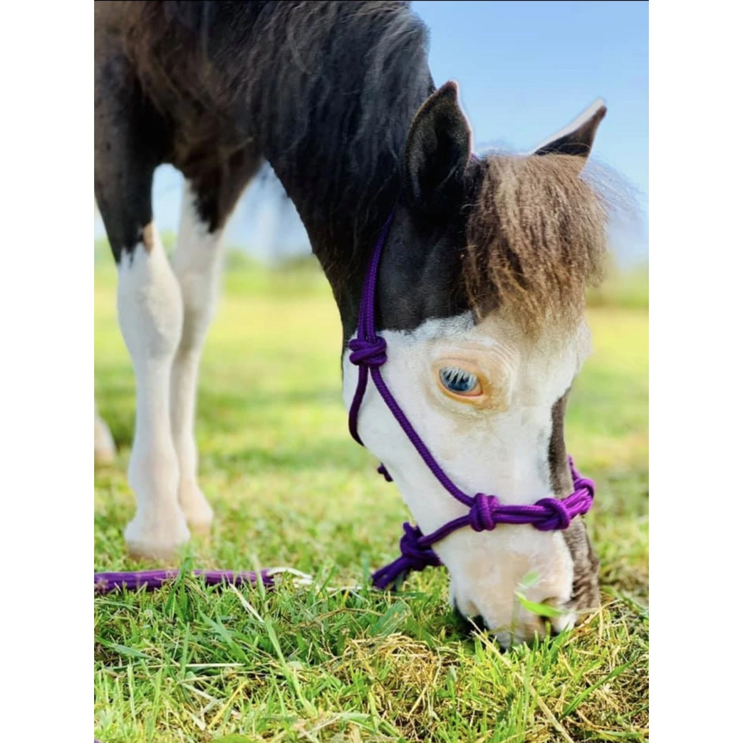 Star Point Horsemanship Mini-Pony-Livestock 4 Knot Rope Halter & 8-ft Lead Set 3 Star Point Horsemanship Mini-Pony-Livestock 4 Knot Rope Halter & 8-ft Lead Set - Image 3