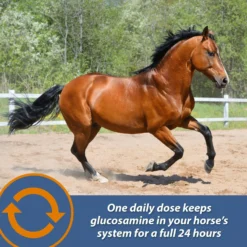 Farnam MaxFlex XR Extended Release Horse Joint Supplement, 0.9375-lb Jar 14 Farnam MaxFlex XR Extended Release Horse Joint Supplement, 0.9375-lb Jar -Weaver Leather || Finish Line || Cavalor Shop 840262 PT5. AC SS1800 V1684330588