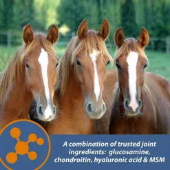 Farnam MaxFlex XR Extended Release Horse Joint Supplement, 0.9375-lb Jar 15 Farnam MaxFlex XR Extended Release Horse Joint Supplement, 0.9375-lb Jar -Weaver Leather || Finish Line || Cavalor Shop 840262 PT6. AC SS1800 V1684335710