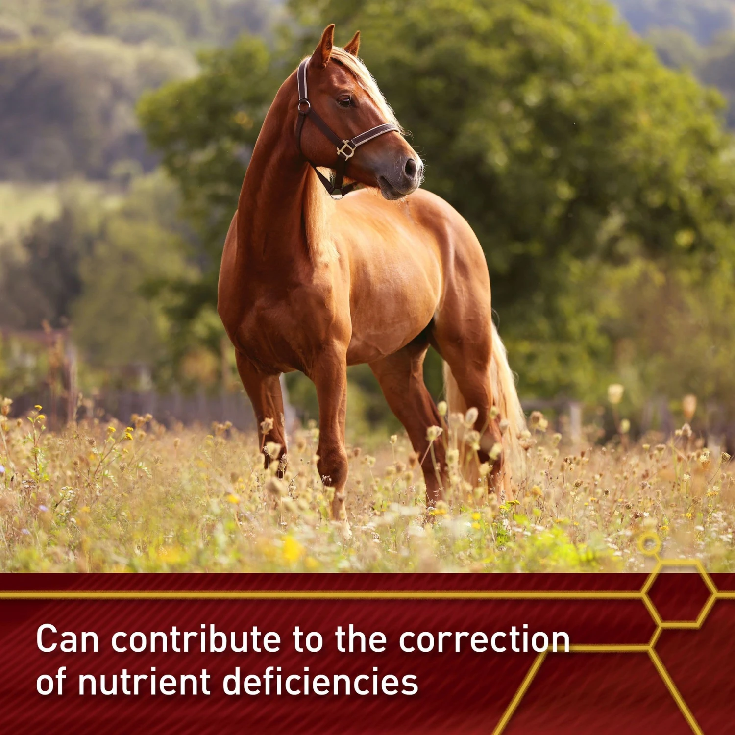 Vita Flex Pro E Horse Selenium Supplement, 20-lb Bag 4 Vita Flex Pro E Horse Selenium Supplement, 20-lb Bag - Image 4