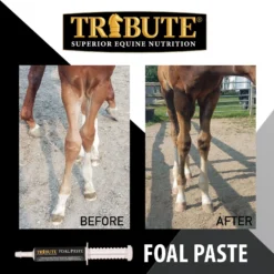 Tribute Equine Nutrition Advance Paste Digestive & Nutritional Horse Supplement -Weaver Leather || Finish Line || Cavalor Shop 863502 PT3. AC SS1800 V1684792544