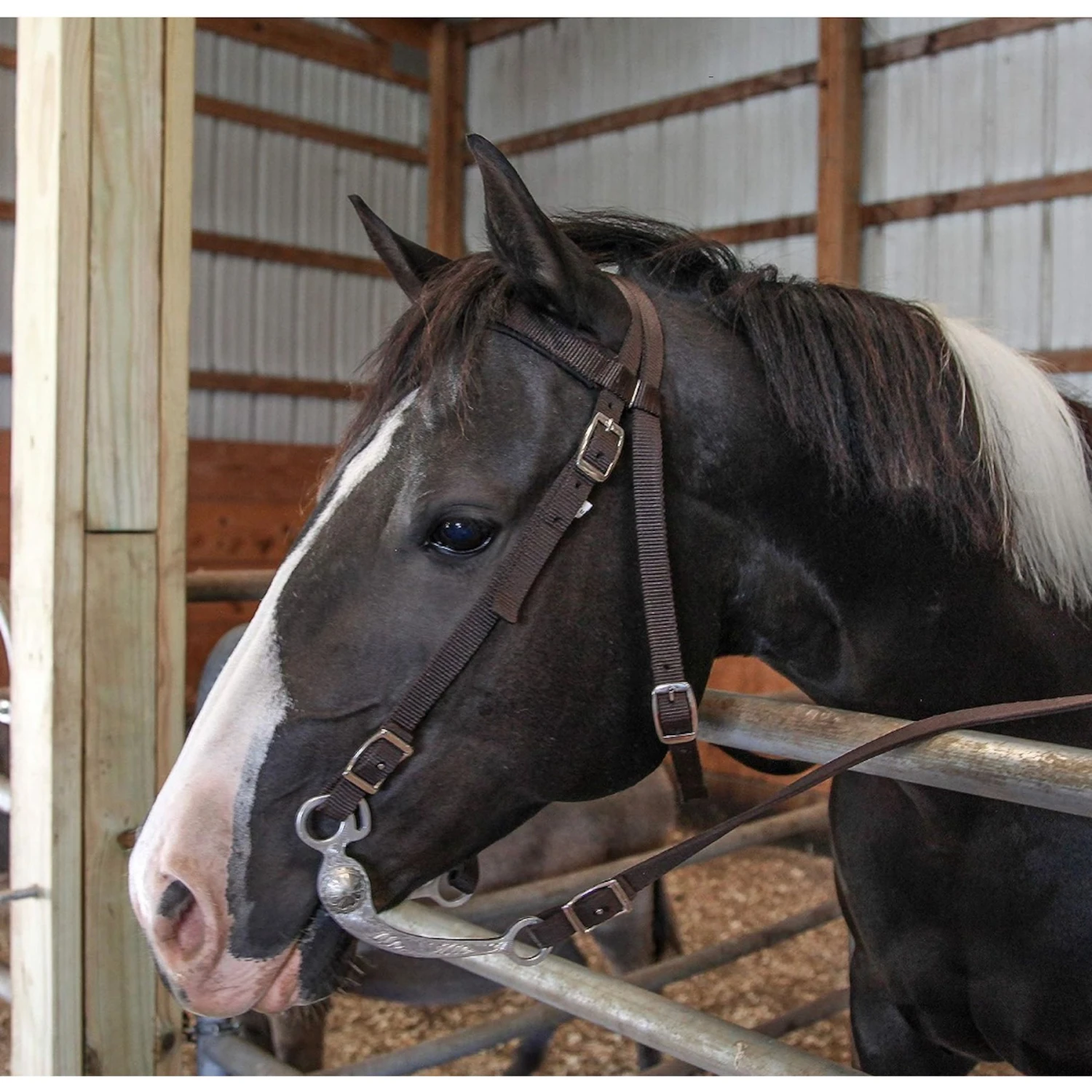 Majestic Ally Nylon Padded Browband Headstall With Reins Horse Tack 3 Majestic Ally Nylon Padded Browband Headstall With Reins Horse Tack - Image 3